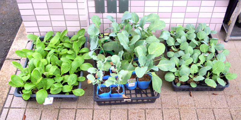 シオン農園にあたらしく苗を植えます。